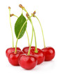 Bunch of wet ripe cherry berries with green leaf isolated