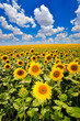 blooming sunflowers