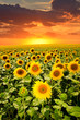 blooming sunflowers