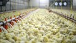 agriculture chicken farm with newborn  fluffy animals 