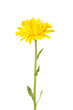 calendula, marigold
