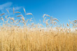 field of rye
