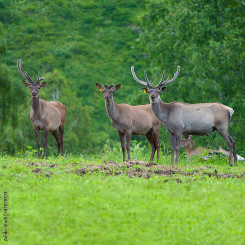 Foto: Siberian stag in Altay Siberian stag in Altay