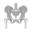 Hip bone and joint, black and white, eps8