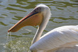 Foto: Pelikan Pelikan