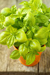 Fresh basil in an orange pot on wooden table