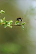 bumble bee and pussy-willow [sallow] branch