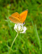 Foto: scarce copper on clover vertical (Dukatenfalter) scarce copper on clover vertical (Dukatenfalter)