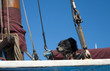 Foto: dog on board dog on board