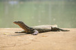 Varan in bangkok zoo