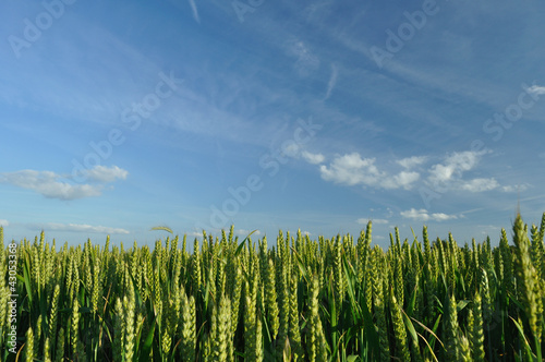 Photo: Ears of wheat and blue sky Ears of wheat and blue sky