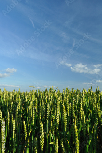 Photo: Ears of wheat and blue sky Ears of wheat and blue sky