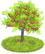 Heartshaped apples in an appletree