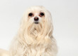 female Maltese dog on a white background