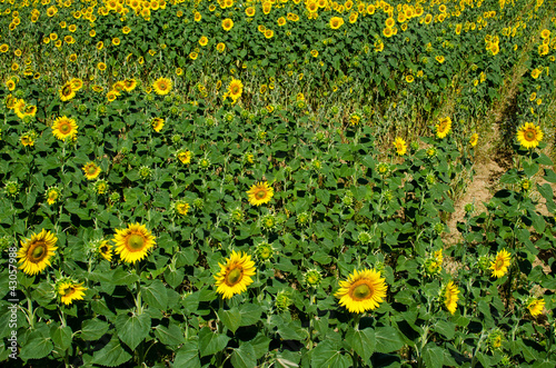 Foto: Typical vegetation of Tuscany Typical vegetation of Tuscany