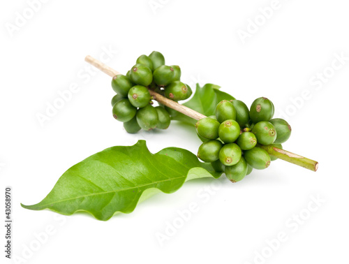 Photo: coffee beans. coffee beans.