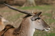 Antilope d'Afrique