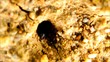 Black ants build home in dry.