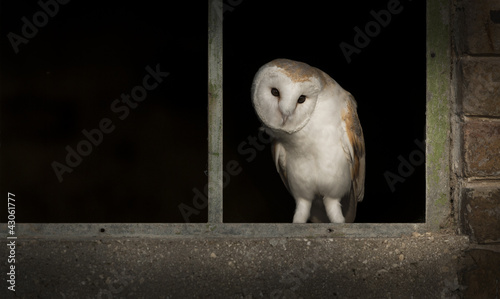 Foto: Barn Owl in Window Barn Owl in Window
