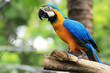 Photo: Colorful macaw Colorful macaw