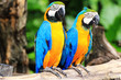 Photo: Parrot macaw couple Parrot macaw couple