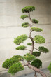 Bonsai
