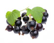 Schwarze Johannisbeeren mit Blatt auf weiß