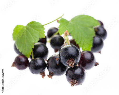 Foto: Schwarze Johannisbeeren mit Blatt auf weiß Schwarze Johannisbeeren mit Blatt auf weiß