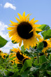Sonnenblumen
