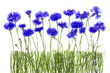 cornflowers meadow