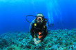 Scuba Diver explores a coral reef in the Red Sea