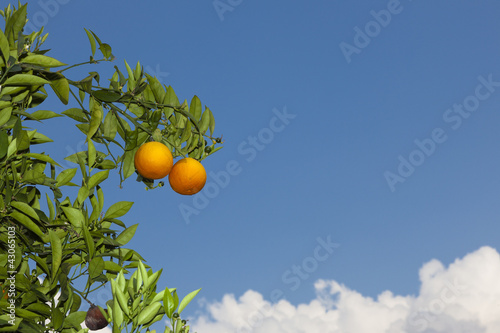 Foto: Orangenbaum mit Orangen Orangenbaum mit Orangen