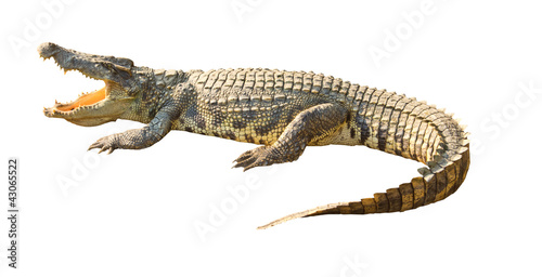 Photo: Dangerous crocodile open mouth isolated with clipping path Dangerous crocodile open mouth isolated with clipping path