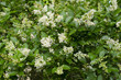 Photo: Ligustrum vulgare / Troène commun Ligustrum vulgare / Troène commun