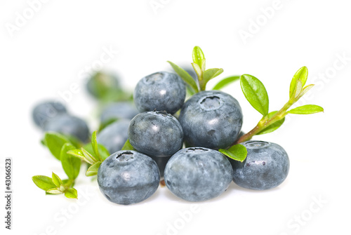 Photo: Bilberry with leaves on white background. Bilberry with leaves on white background.
