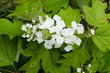 canvas print picture - Hydrangea quercifolia / Hortensia à feuilles de chêne