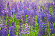 Photo: Lupinen Lupinen