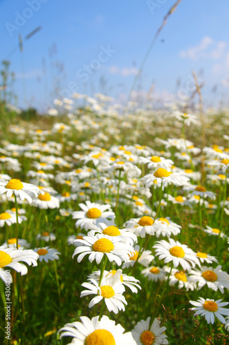Photo: field with white daisies field with white daisies