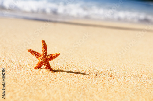 Foto: starfish in vacations starfish in vacations
