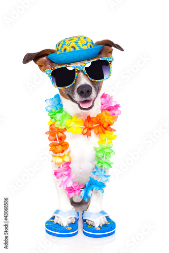 Foto: dog on vacation dog on vacation