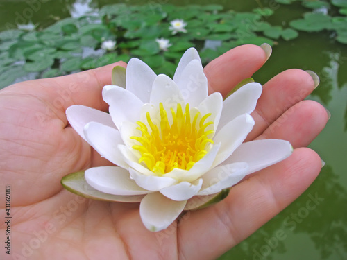 Photo: White Lotus flower in female hand White Lotus flower in female hand