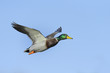Colorful male mallard duck in flight against blue sky