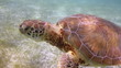 the loggerhead turtle filmed underwater in mexico