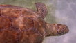 the loggerhead turtle filmed underwater in mexico