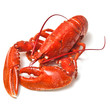 Cooked common lobster.