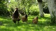 Video: chickens chickens