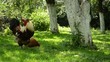 Video: chickens chickens