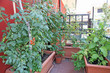 luxuriant plants with tomatoes grown in a pot on the terrace of