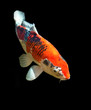 Nishikigoi