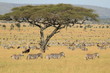 Migration in the Serengeti